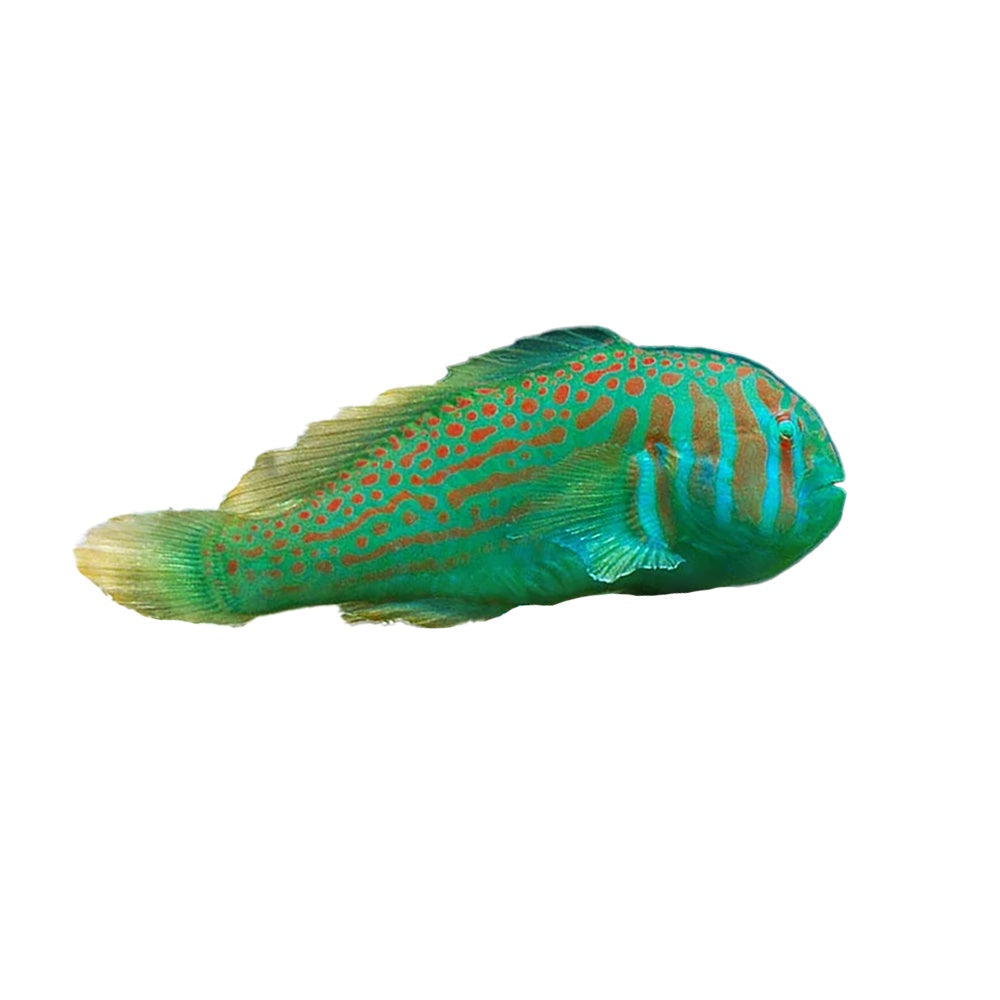 Green Clown Coral Goby (Gobiodon Histrio) - Available 4 June