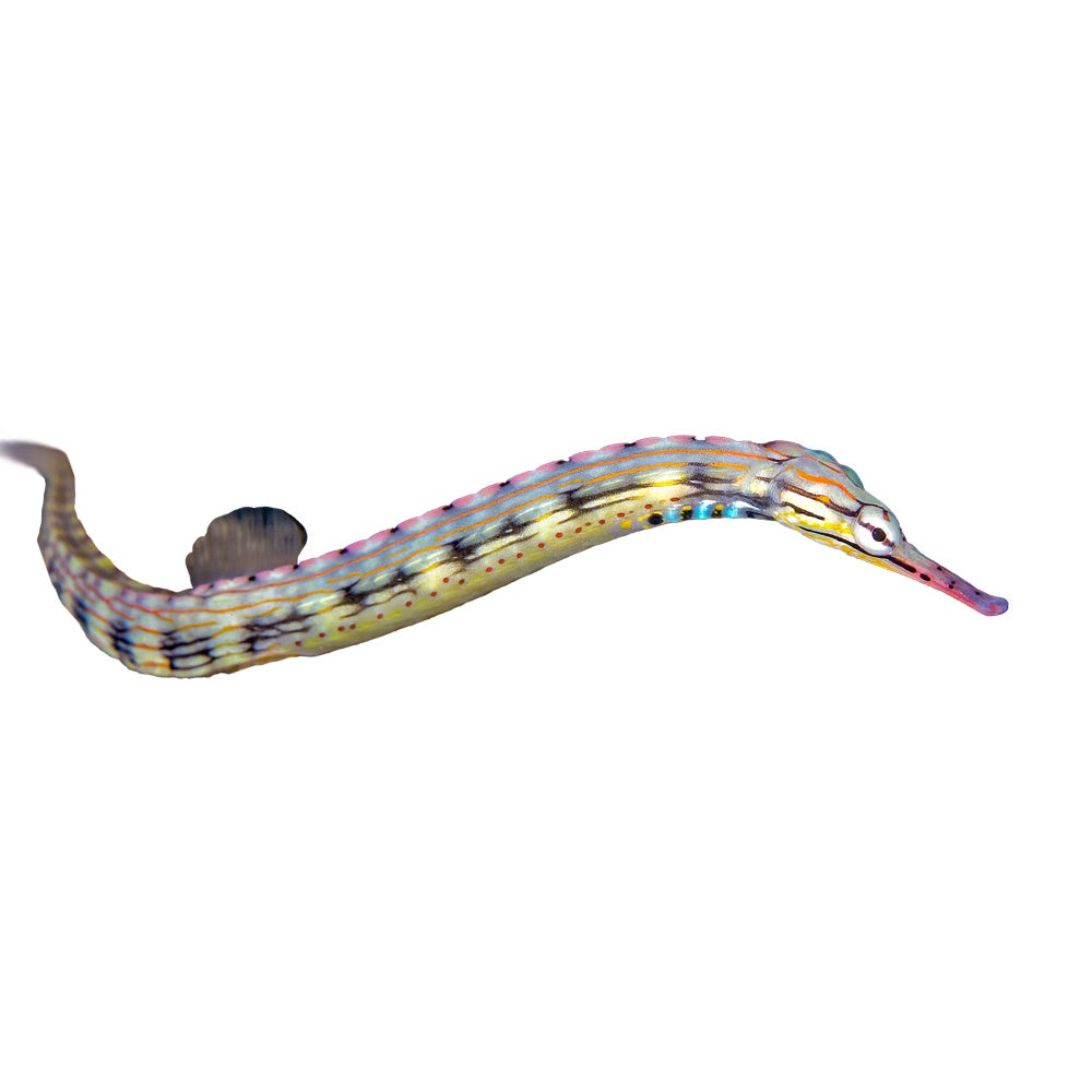 Pipefish Green (Microphis Brachyurus)