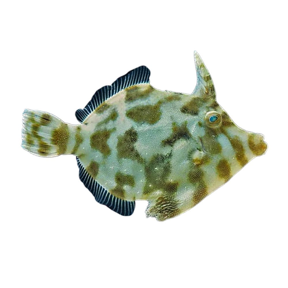 Green Filefish (Acreichthys Tomentosus)