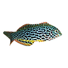 Green Leopard Wrasse Female (Macropharyngodon Meleagris)