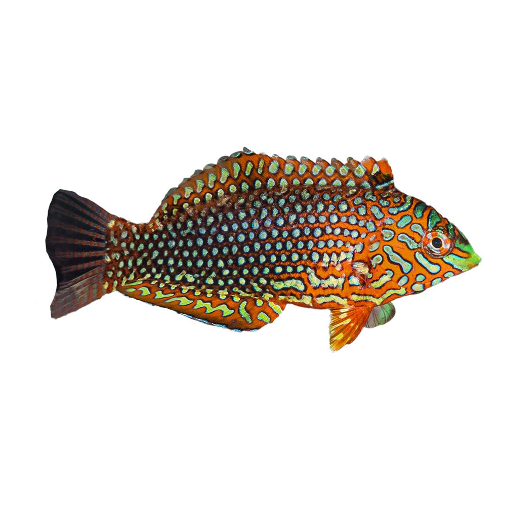 Green Leopard Wrasse Male (Macropharyngodon Meleagris)