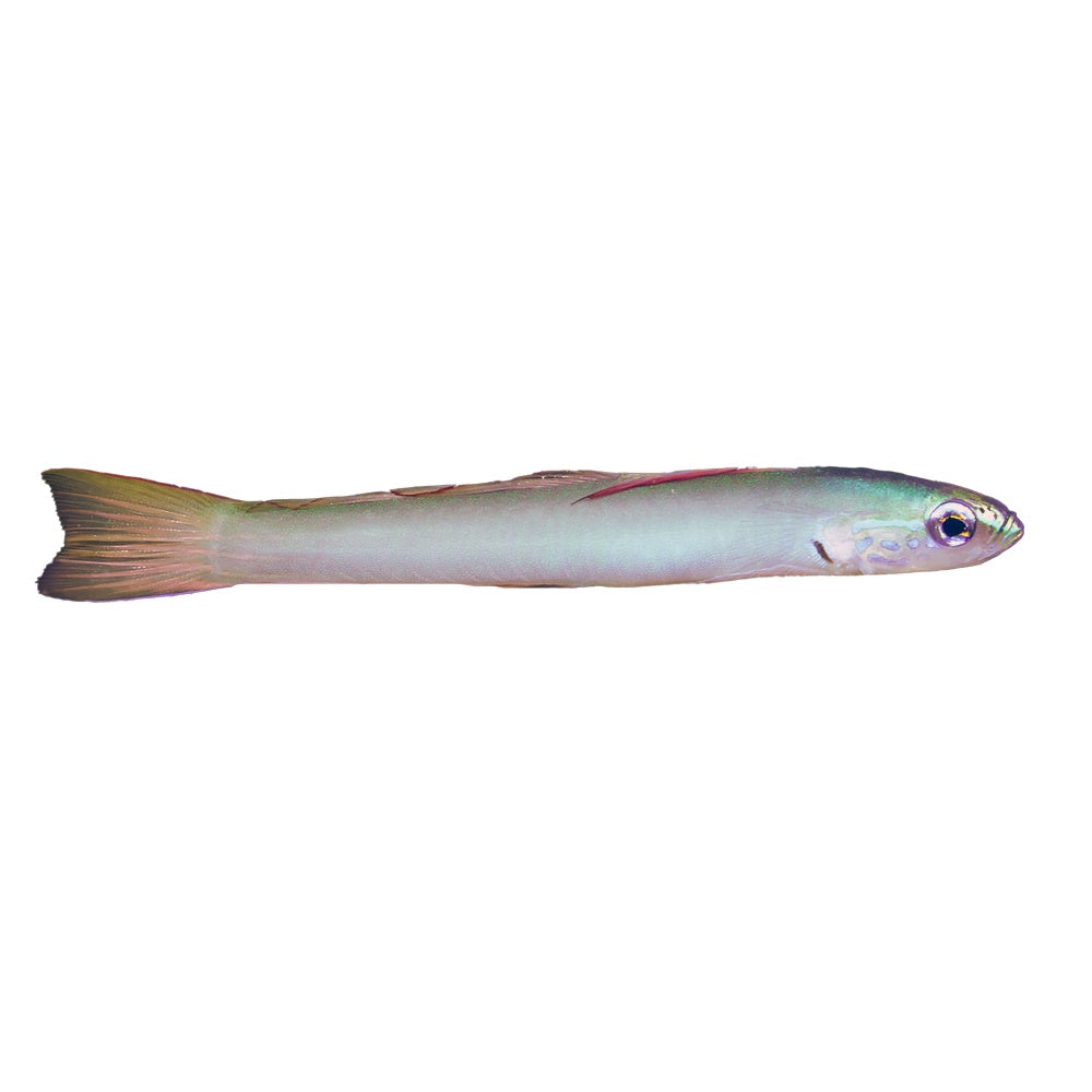 Pearl Dartfish (Ptereleotris Microlepis)
