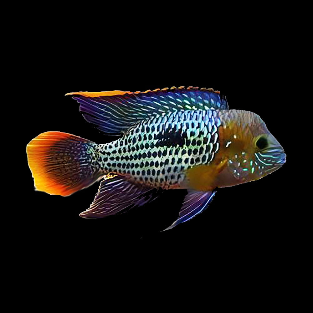 Cichlid Green Terror Cichlid (Andinoacara Rivulatus)