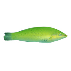 Lime Wrasse (Halichoeres Chloropterus)