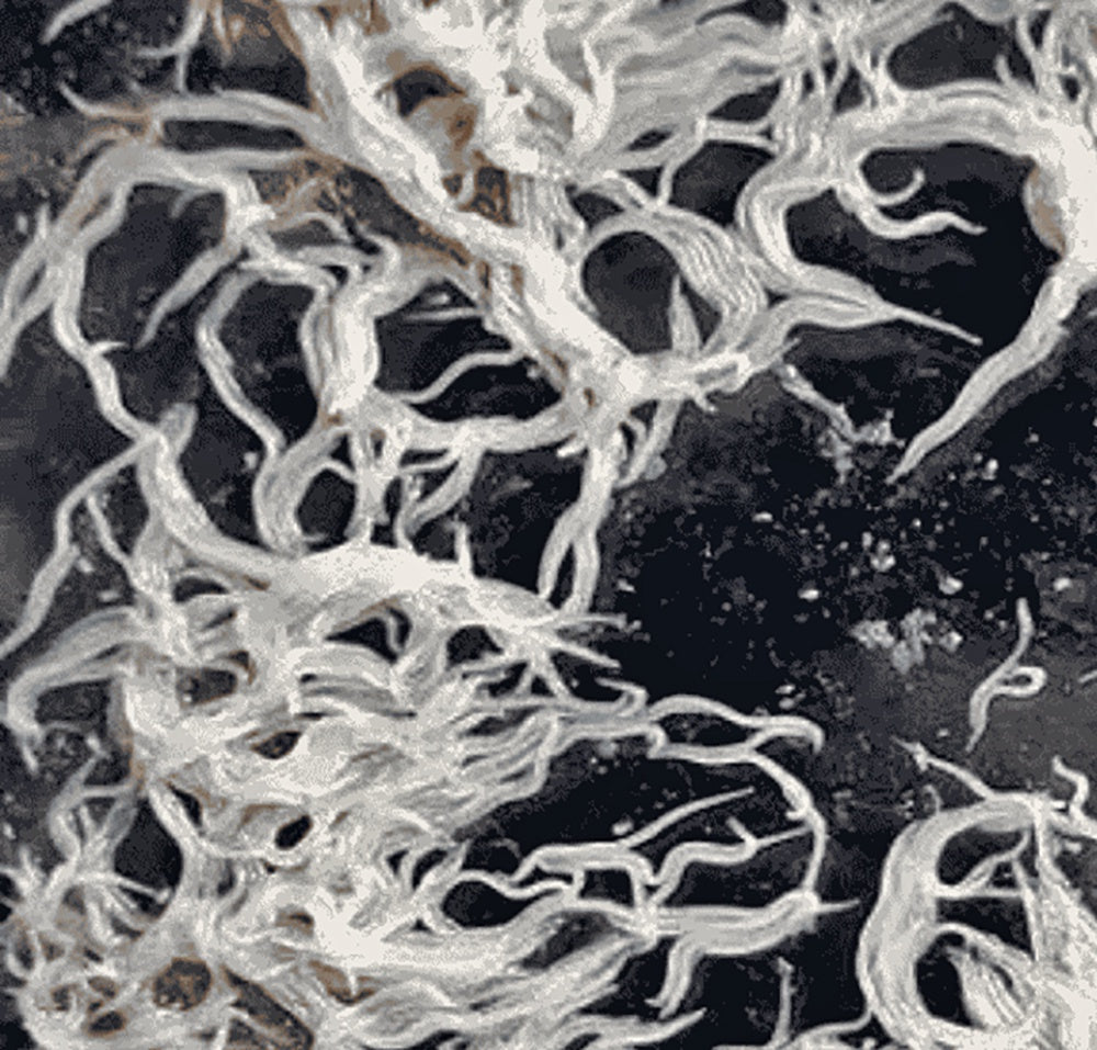 Grindal Worm (Enchytraeus Buchholzi)