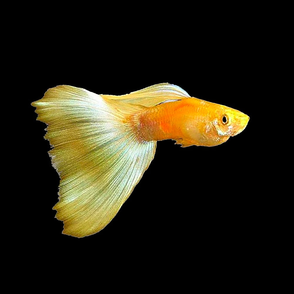 Guppy 24K