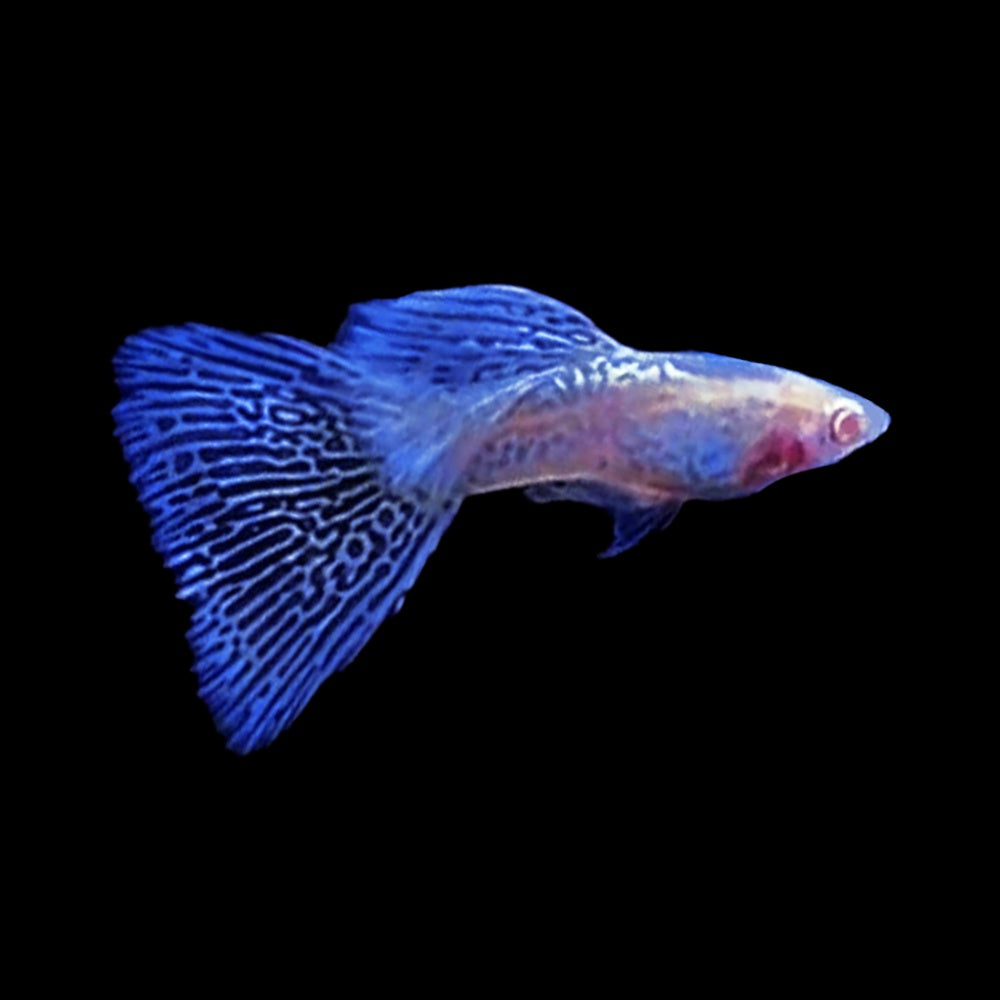 Guppy Albino Blue Grass