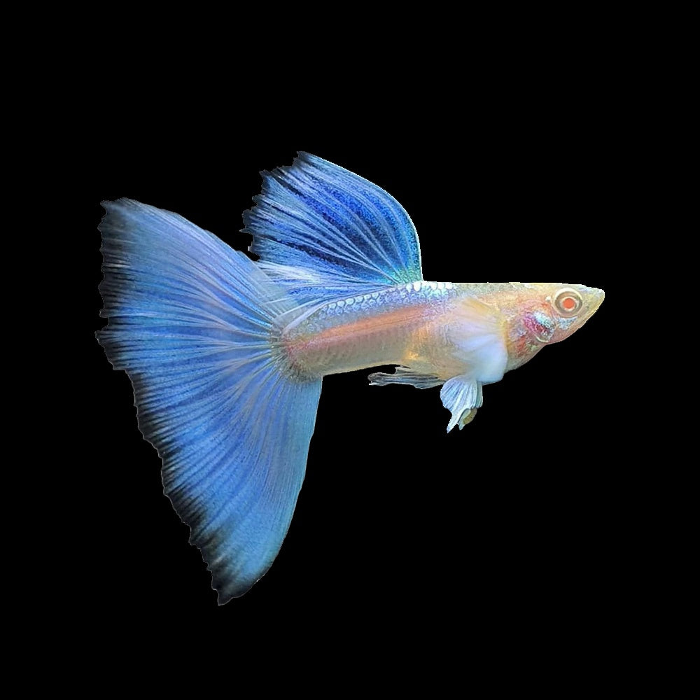 Guppy Albino Blue Sky Platinum