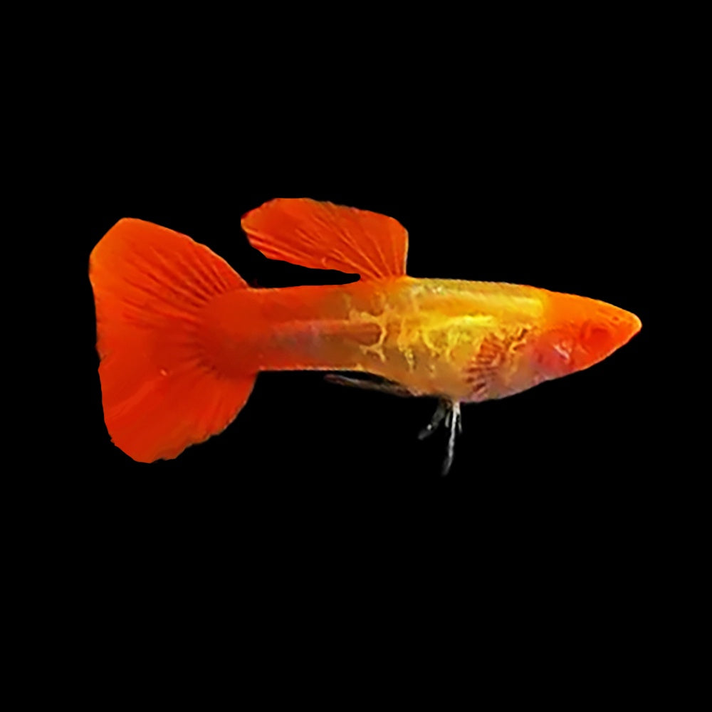 Guppy Albino Koi Snakeskin