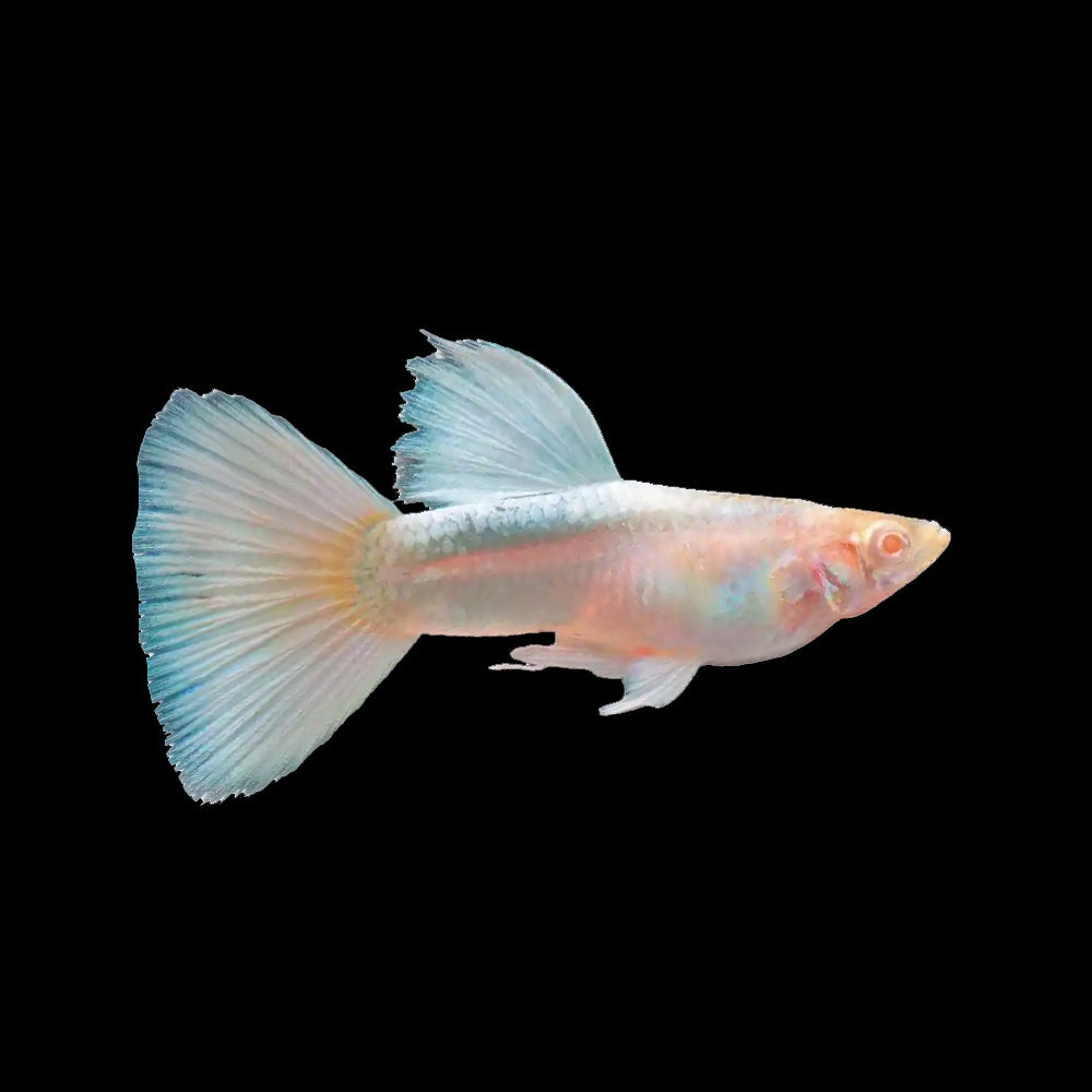 Guppy Albino Platinum
