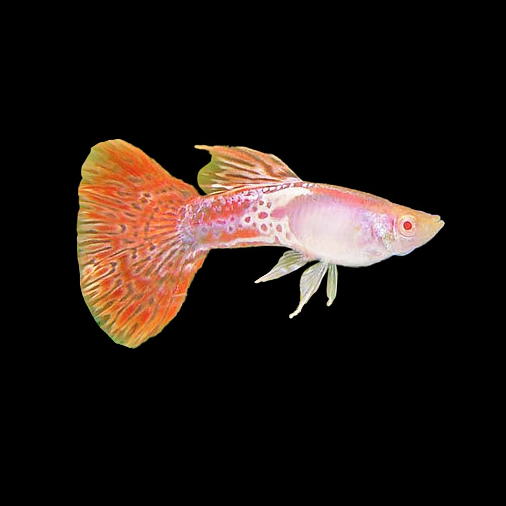 Guppy Albino Pink Grass