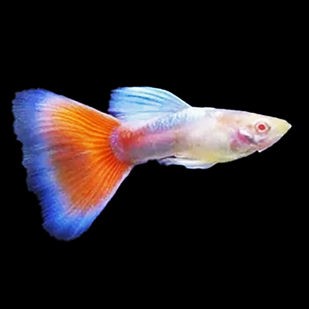 Albino Red Sky Guppy