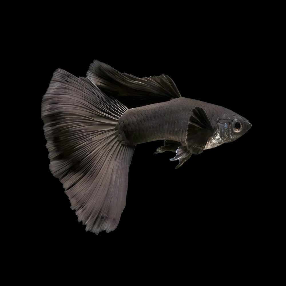 Guppy Black Moscow Male