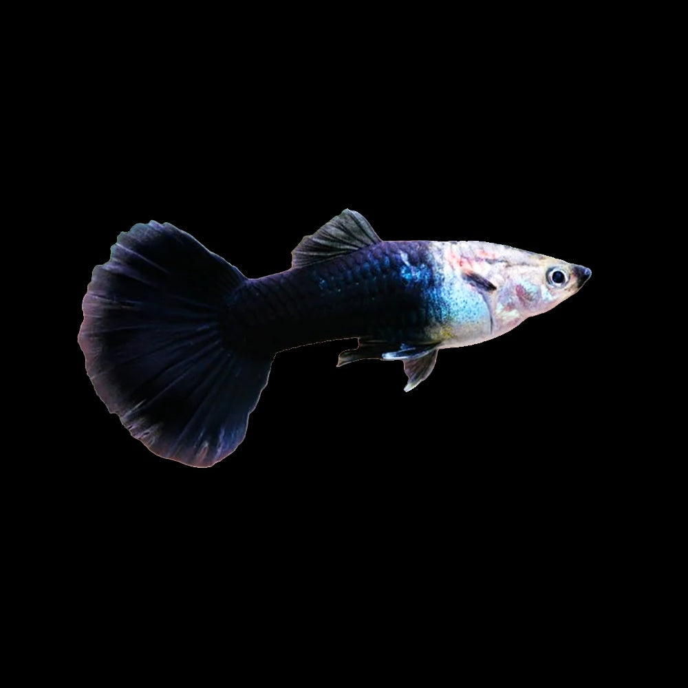 Guppy Black Tuxedo