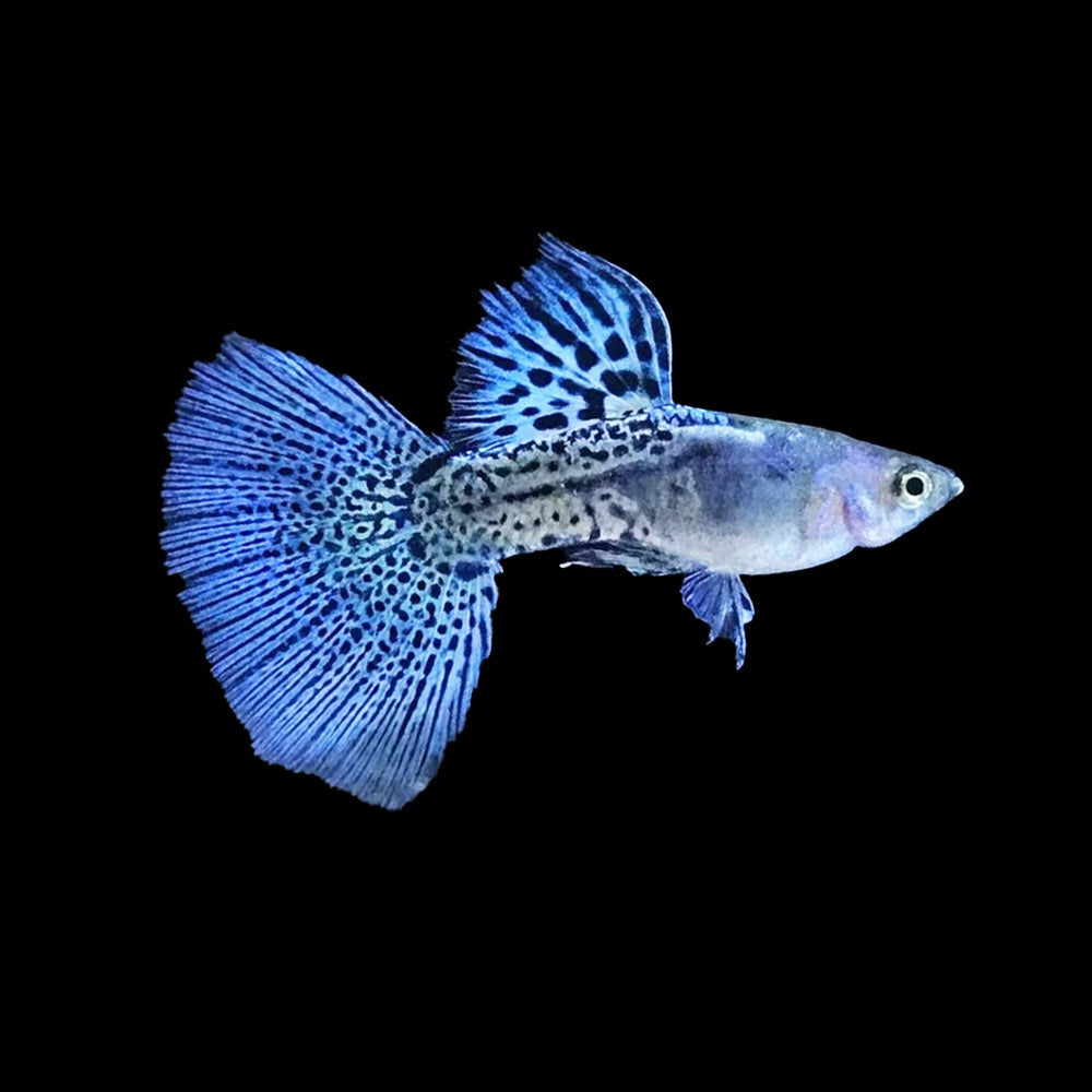 Guppy Blue Grass