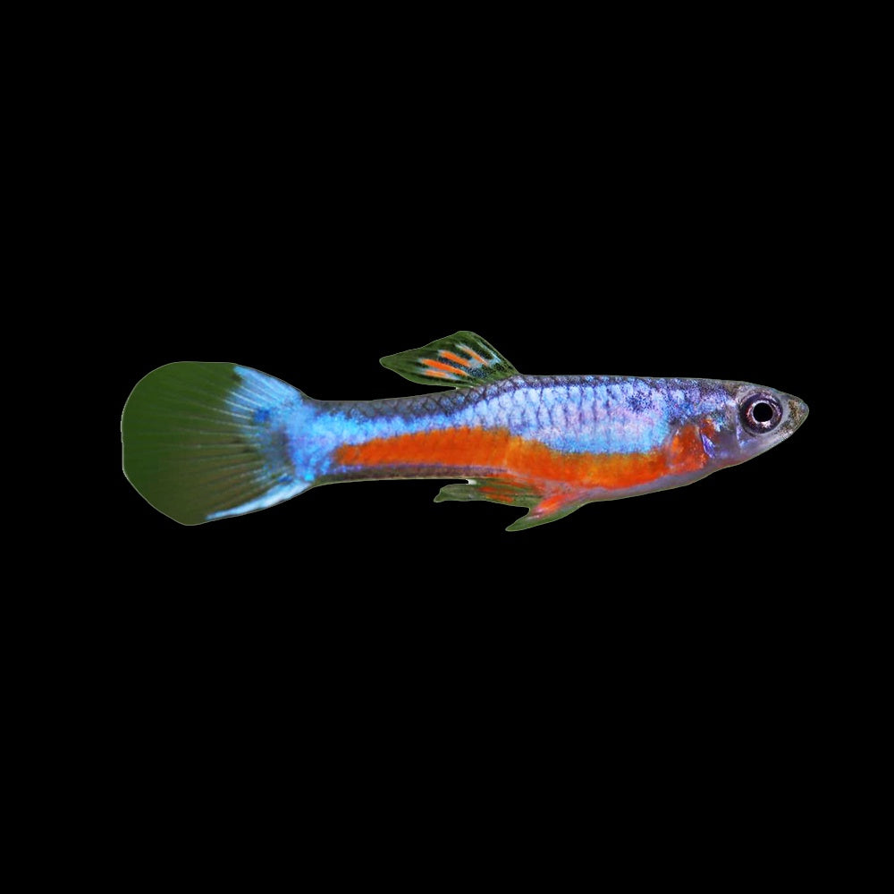Guppy Endler Cardinal