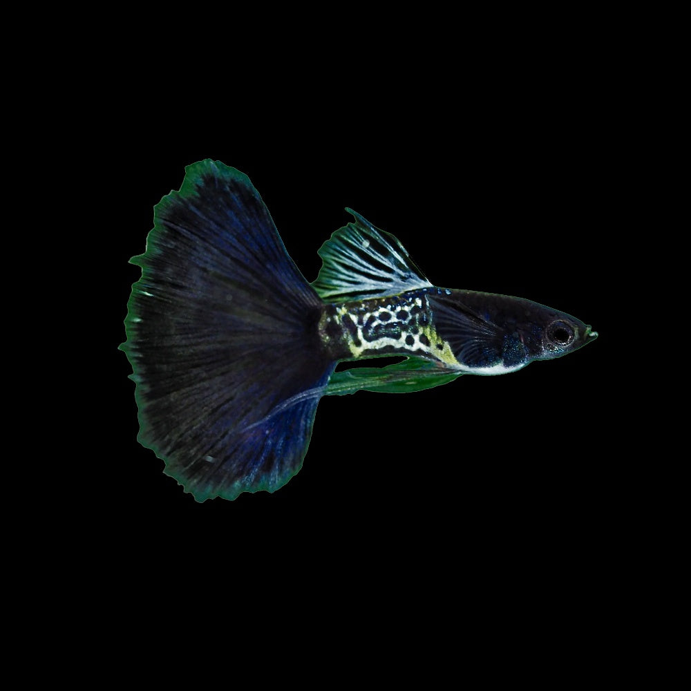 Guppy Metal Cobra Tuxedo