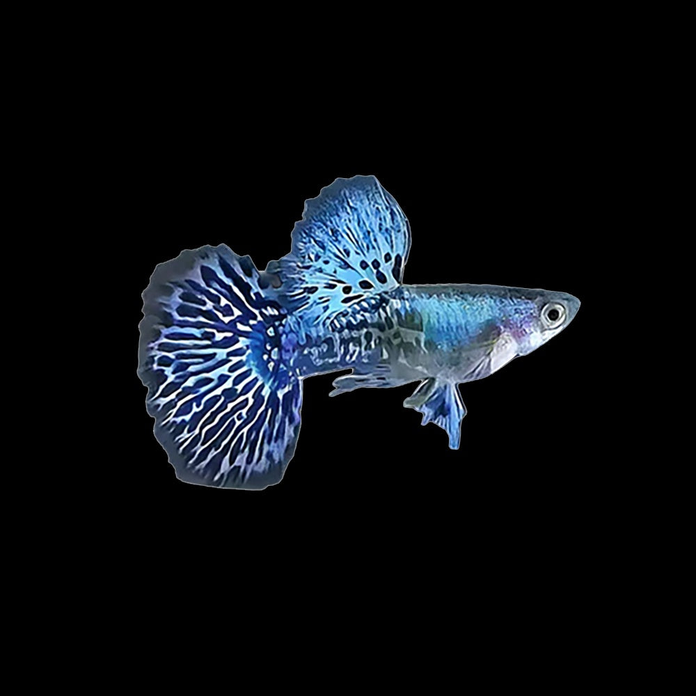 Guppy Dumbo Blue Dragon