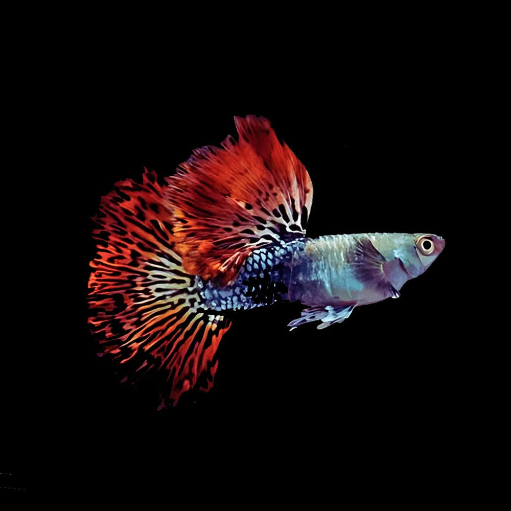 Guppy Dumbo Red Dragon swimming display