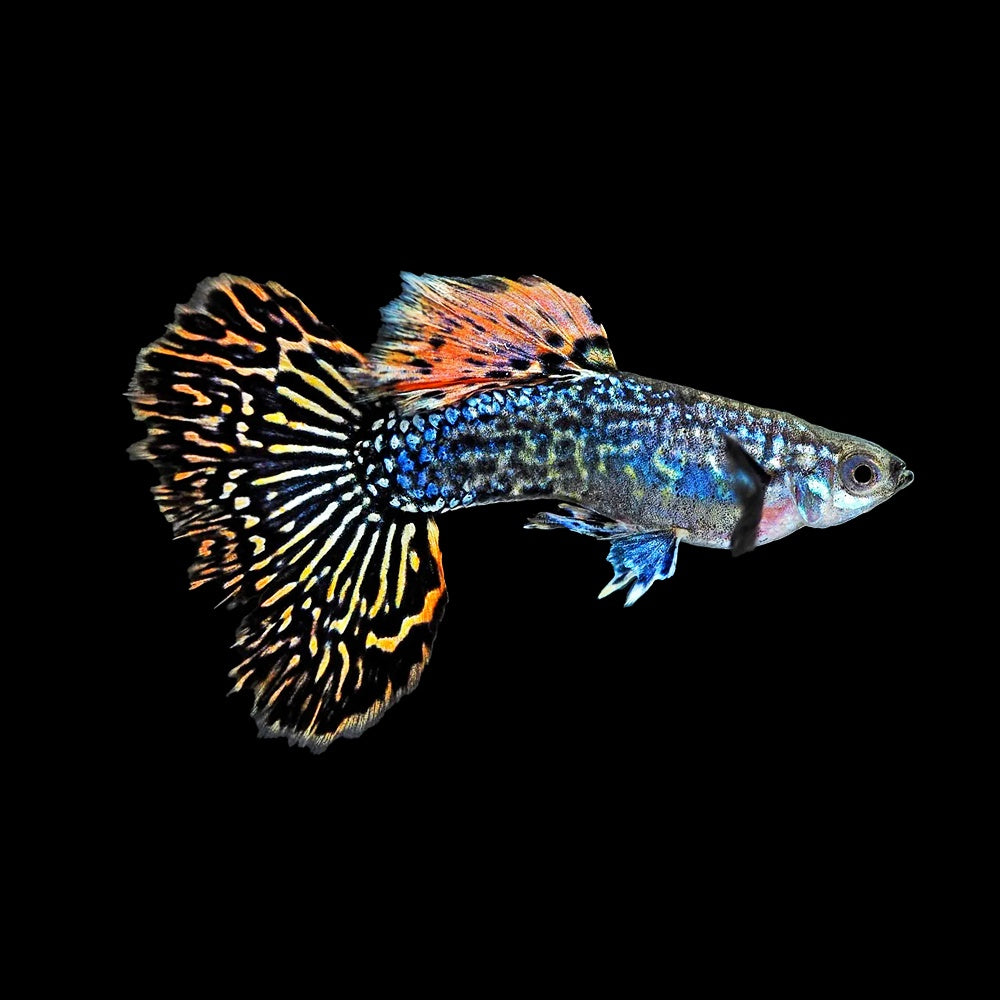 Guppy Dumbo Dragon