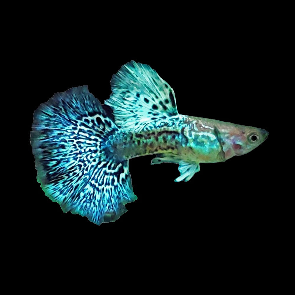 Guppy Dumbo Green