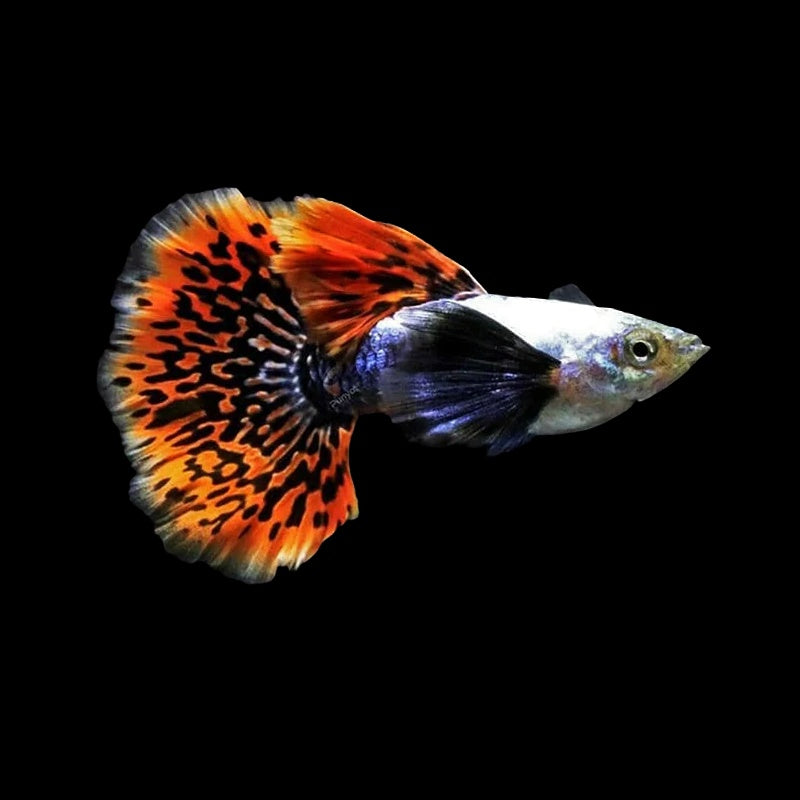 Guppy Dumbo Mosaic