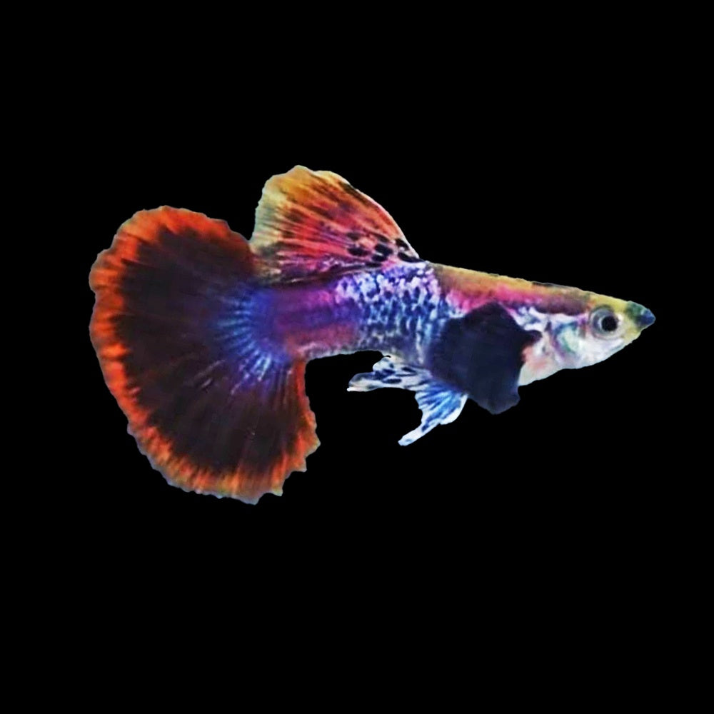 Guppy Dumbo Pink Magenta