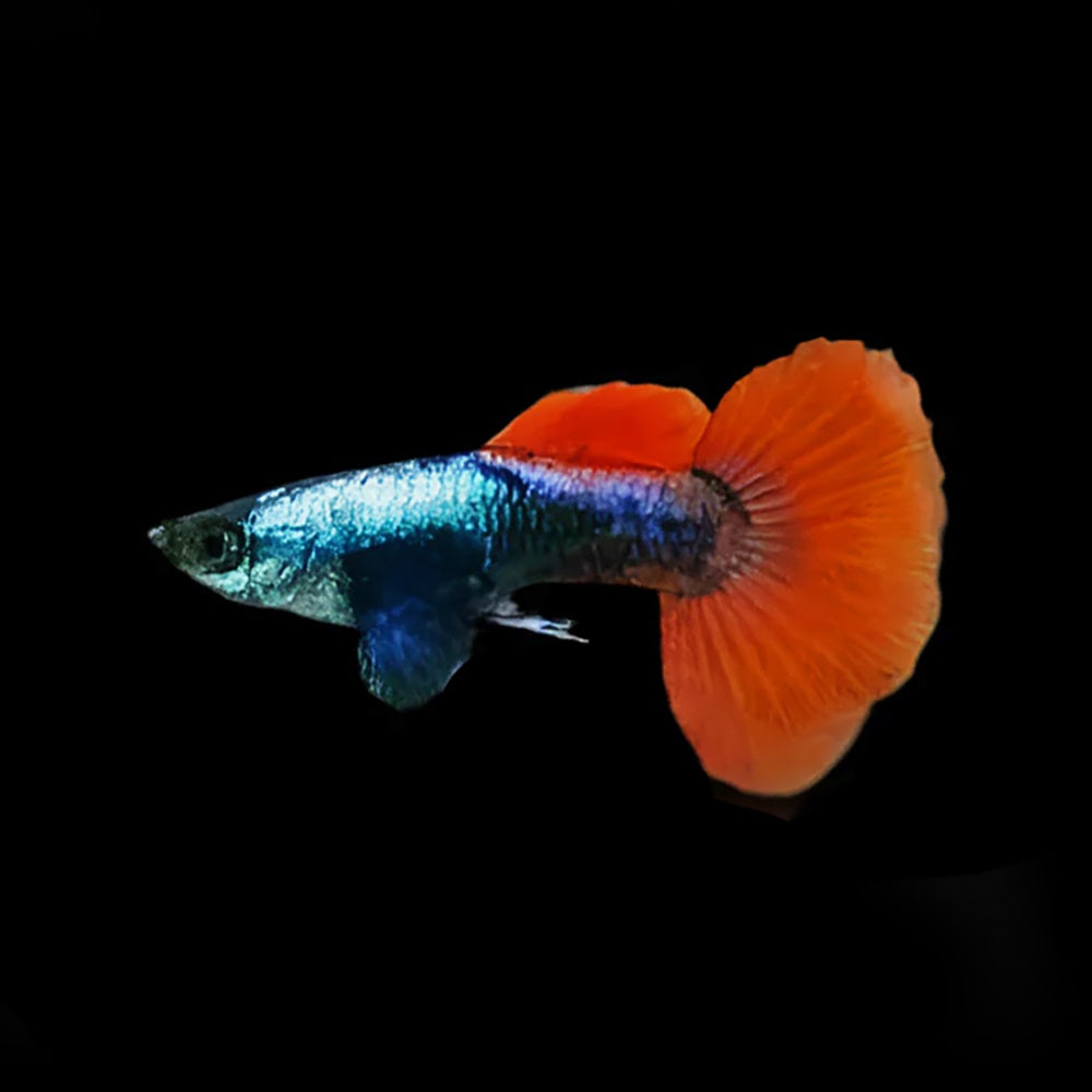 Guppy Dumbo Platinum Red Tail