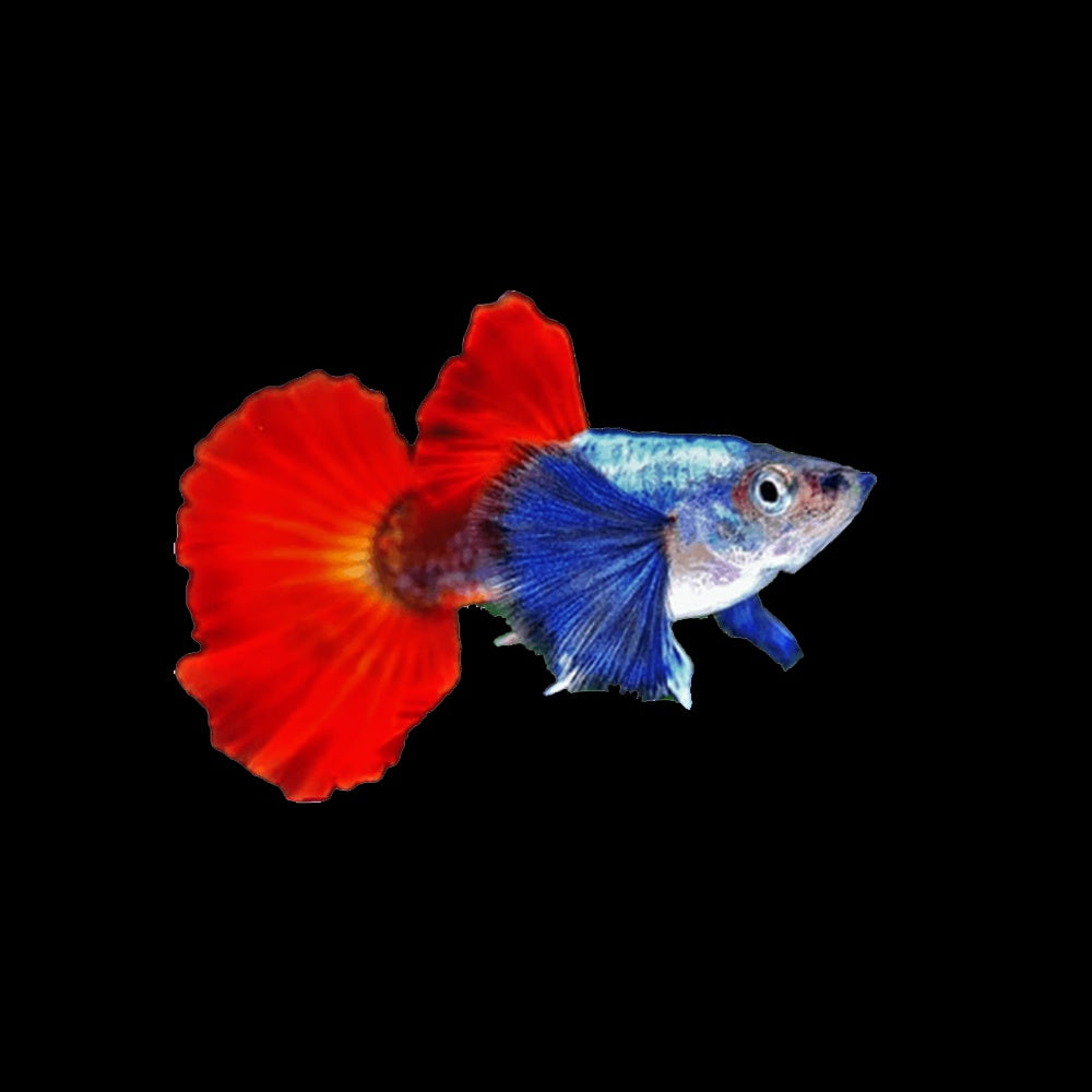 Guppy Dumbo Red Tuxedo