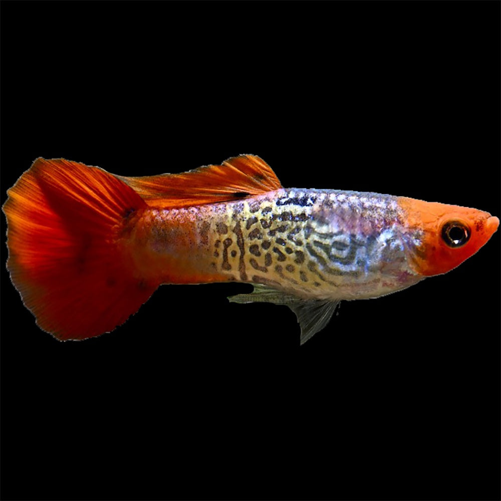 Dwarf Guppy Koi Cobra