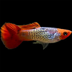 Dwarf Guppy Koi Cobra