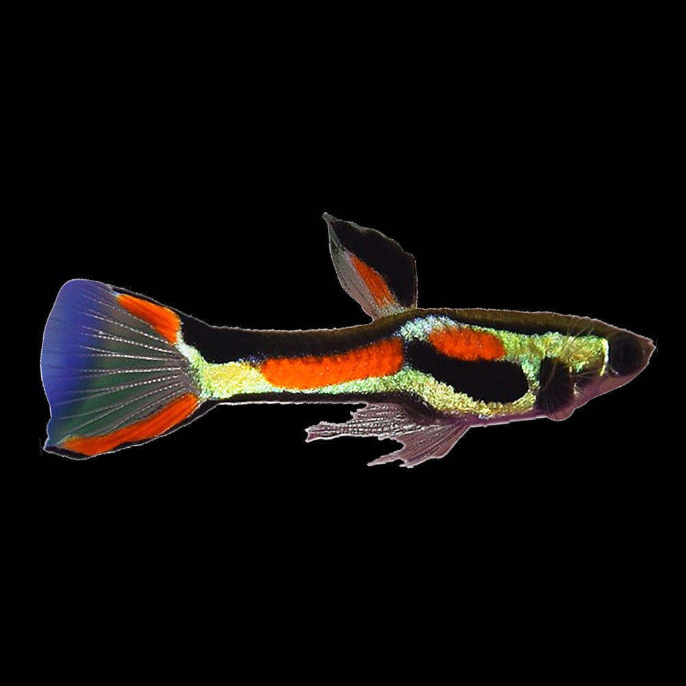 Guppy Black Bar Endler