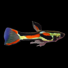 Guppy Black Bar Endler