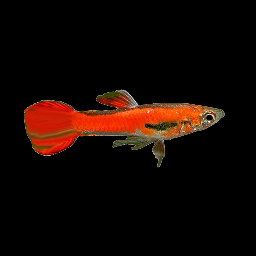 Guppy Endler Chilli