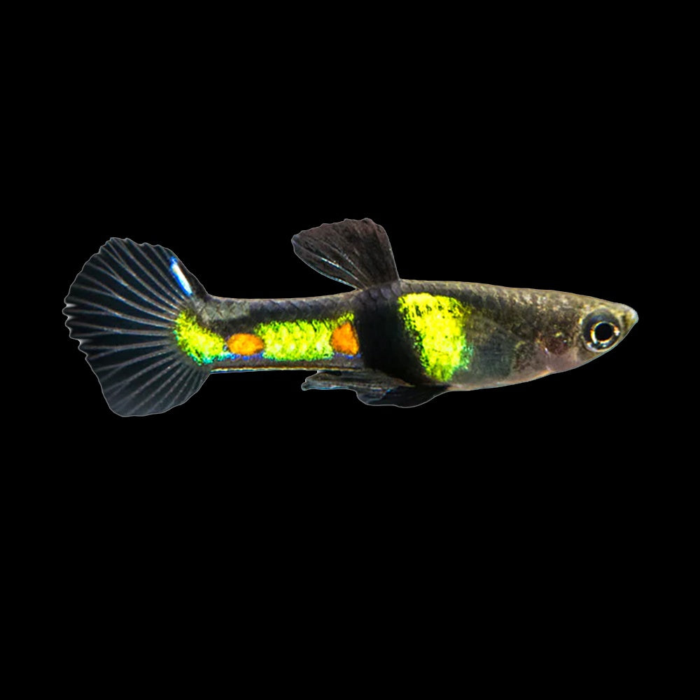 Guppy Endler El Tigre