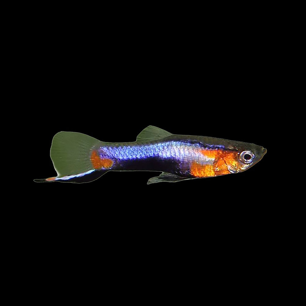 Guppy Endler French Blue Star