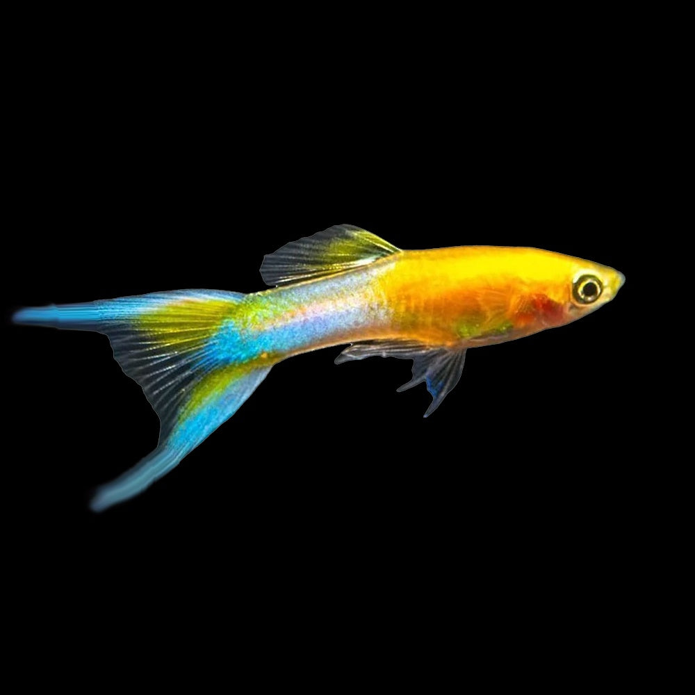 Guppy Endler Golden Japan Blue