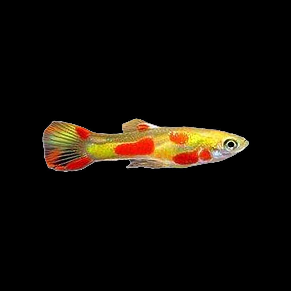 Guppy Endler Neon Blonde