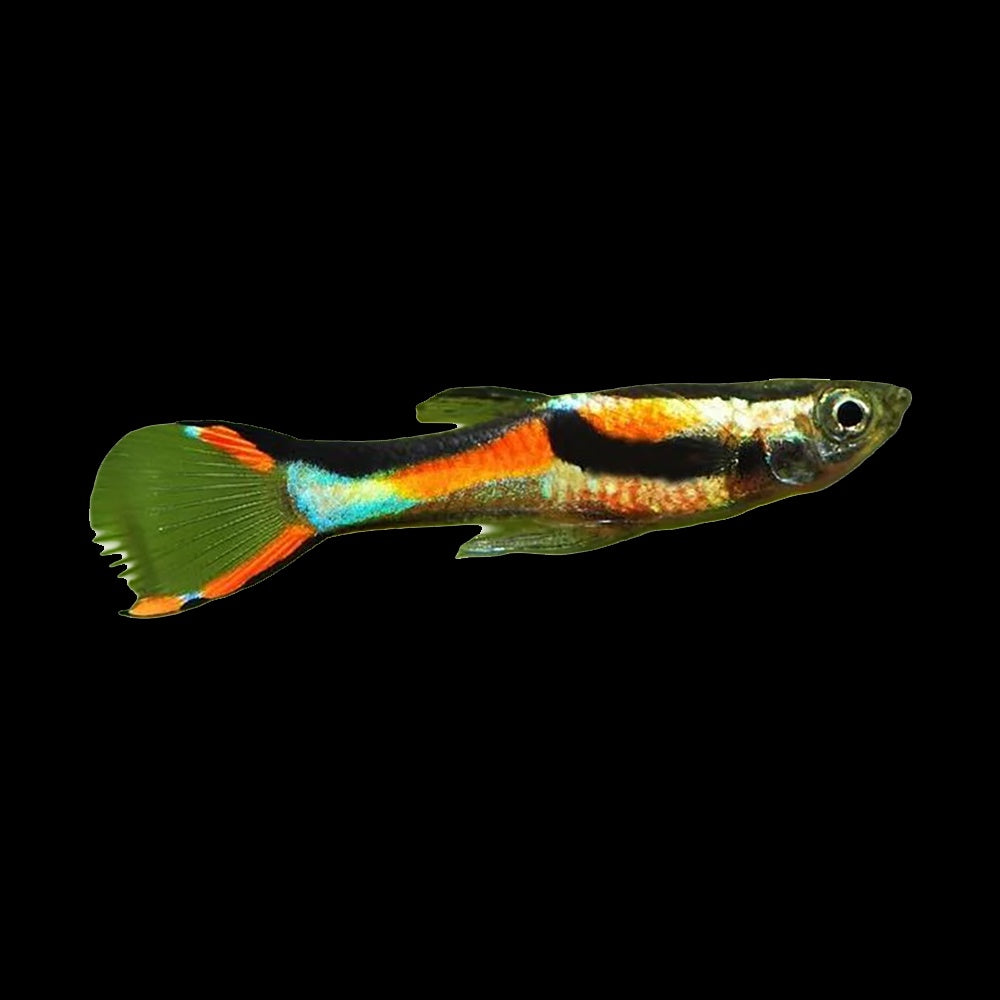 Guppy Endler Black Line (Poecilia Wingei)