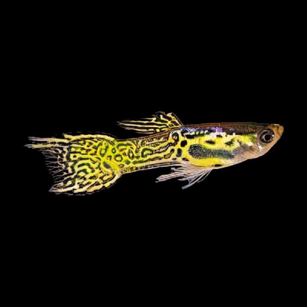 Guppy Endler Tiger Yellow