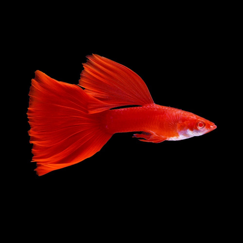 Guppy Full Red