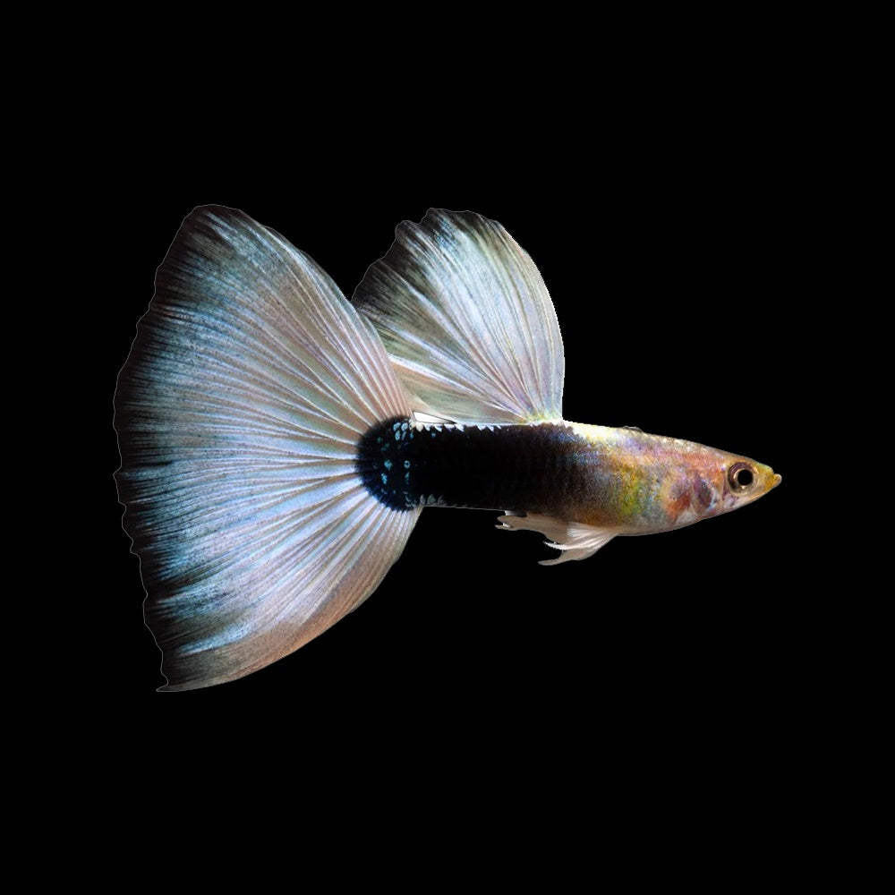 Guppy German White Tuxedo