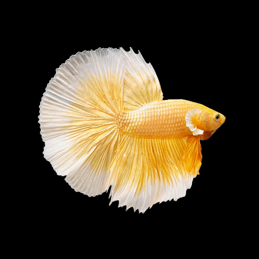 Betta Halfmoon Gold