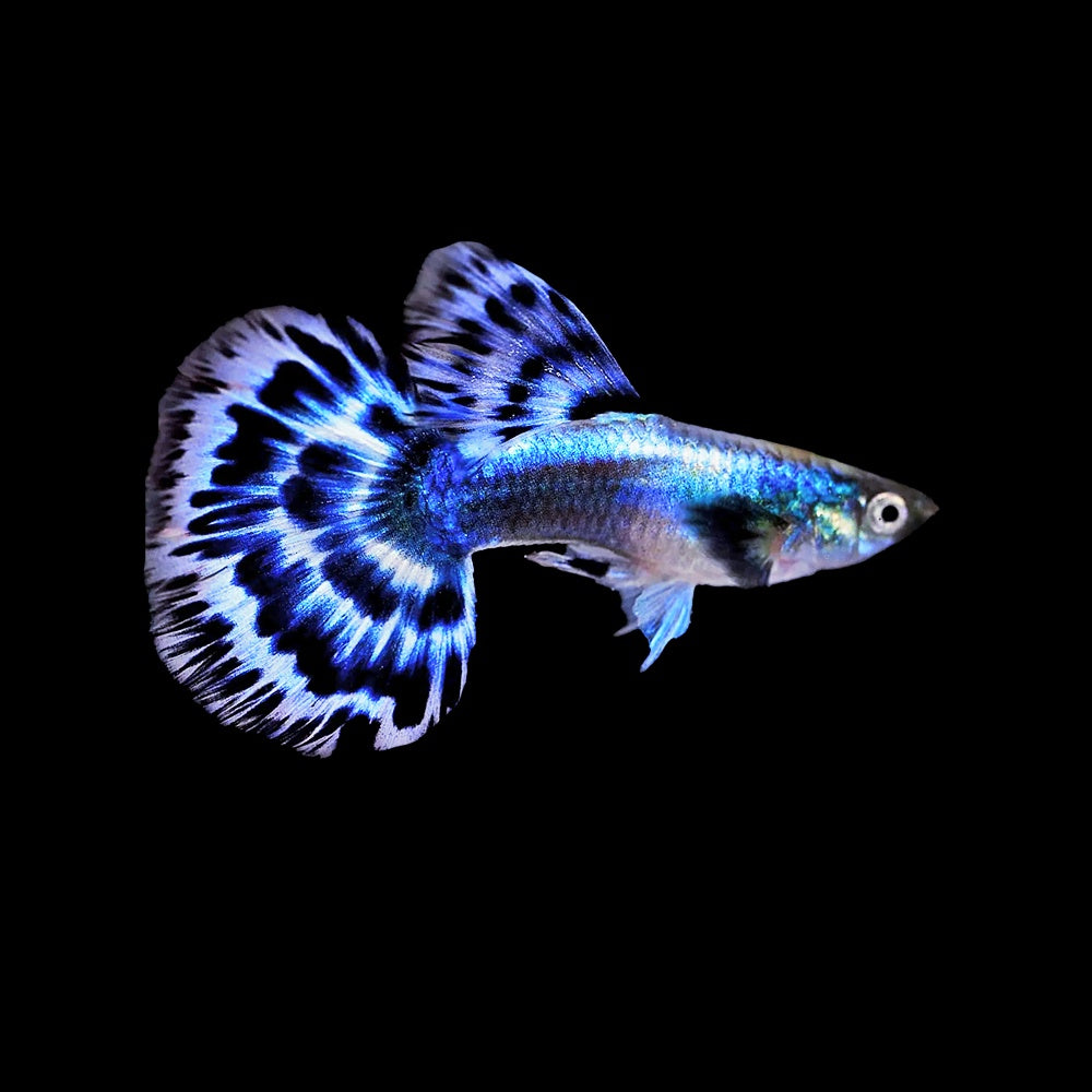 Guppy Blue Ivory
