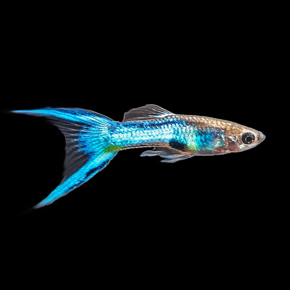 Japanese Lyretail Guppy male