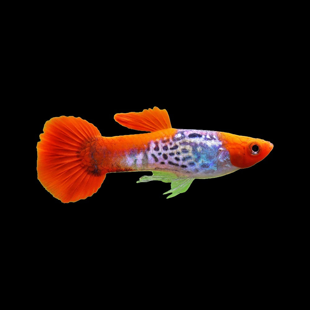 Guppy Koi Platinum Snakeskin