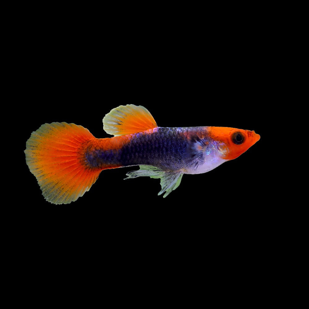 Guppy Koi Tuxedo