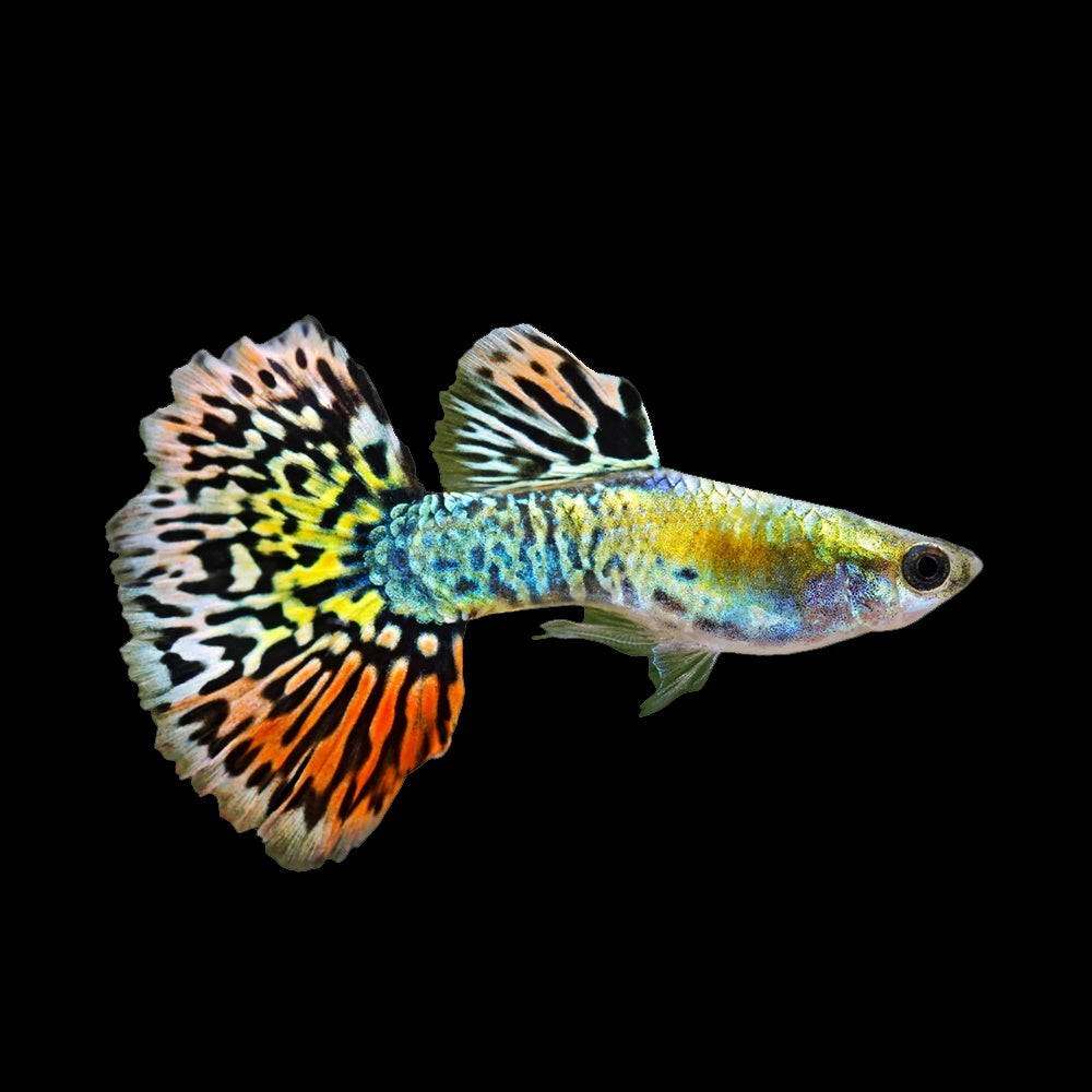 Guppy Luminous Cobra
