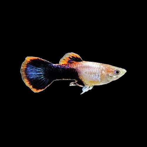 Guppy Magenta Tuxedo