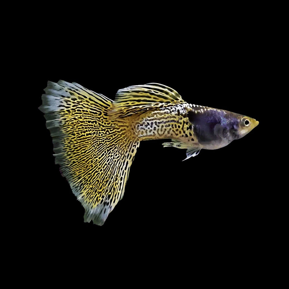 Guppy Metal Snakeskin Yellow